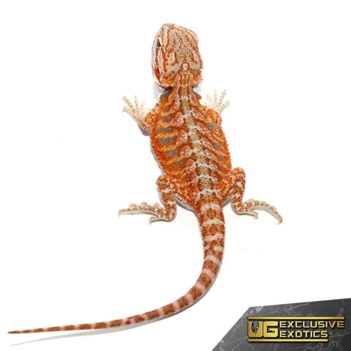 Baby Hypo Tangerine Dream Bearded Dragon - Image 1