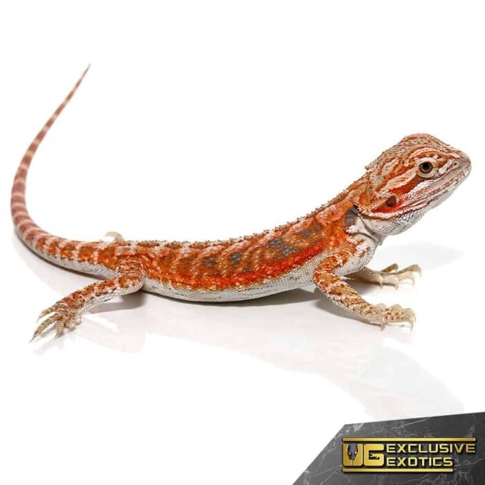 Baby Hypo Tangerine Dream Bearded Dragon - Image 3