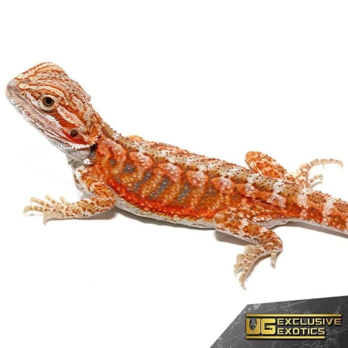 Baby Hypo Tangerine Dream Bearded Dragon - Image 4
