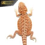 Baby Hypo Tricolor Bearded Dragon