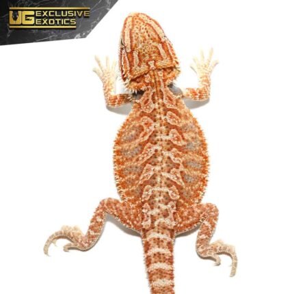 Baby Hypo Tricolor Bearded Dragon