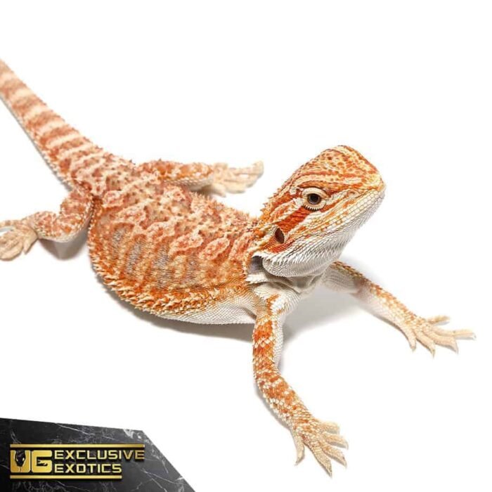 Baby Hypo Tricolor Bearded Dragon - Image 2