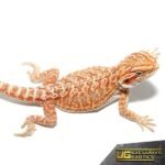 Baby Hypo Tricolor Bearded Dragon - Image 3