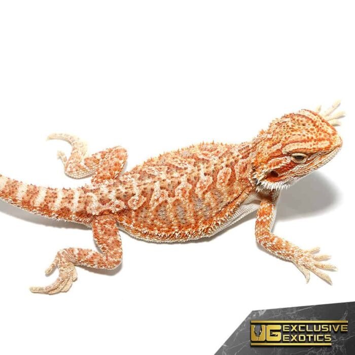 Baby Hypo Tricolor Bearded Dragon - Image 3