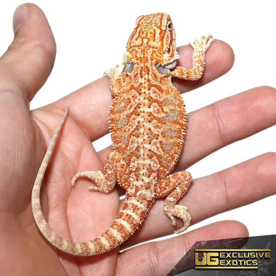 Baby Hypo Tricolor Bearded Dragon - Image 4