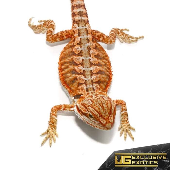Baby Lava Flame Bearded Dragon - Image 1