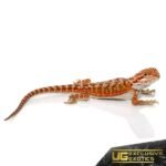 Baby Lava Flame Bearded Dragon - Image 3