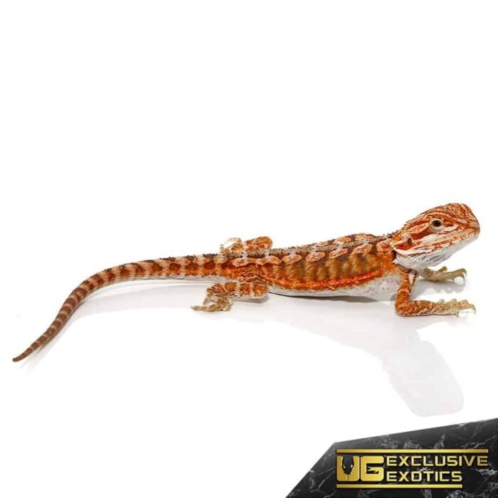 Baby Lava Flame Bearded Dragon - Image 3