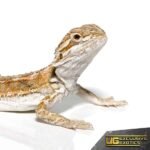 Baby Super Stripe Blue Bar Bearded Dragon - Image 4