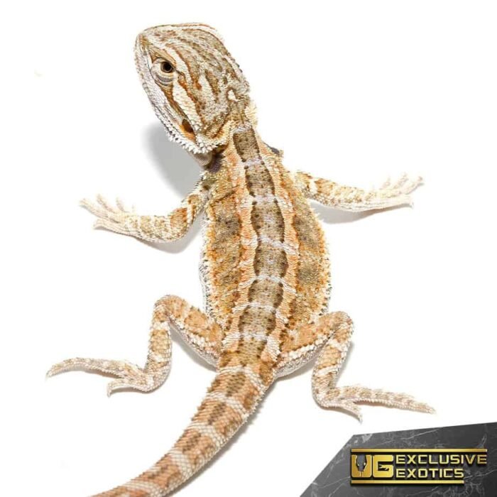 Baby Super Stripe Blue Bar Bearded Dragon - Image 1