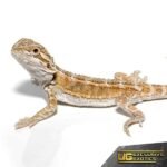 Baby Super Stripe Blue Bar Bearded Dragon - Image 3