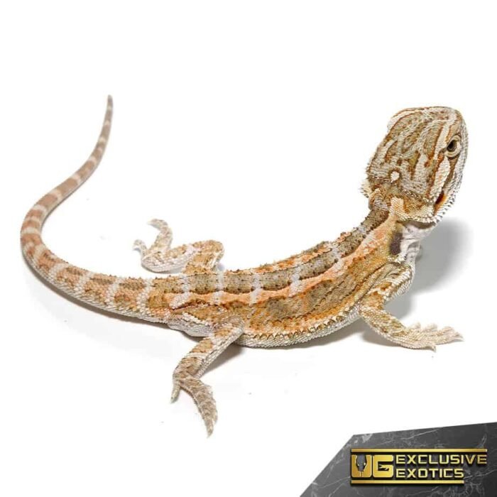 Baby Super Stripe Blue Bar Bearded Dragon - Image 2