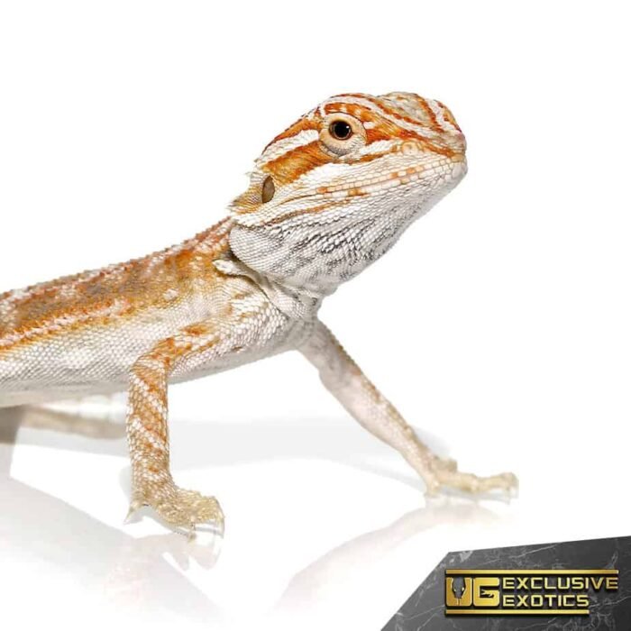 Baby Terracotta Striped Bearded Dragon - Image 2