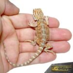 Baby Terracotta Striped Bearded Dragon
