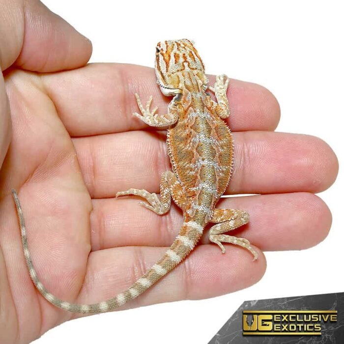 Baby Terracotta Striped Bearded Dragon - Image 1