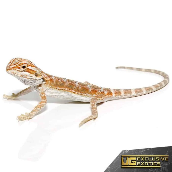 Baby Terracotta Striped Bearded Dragon - Image 4