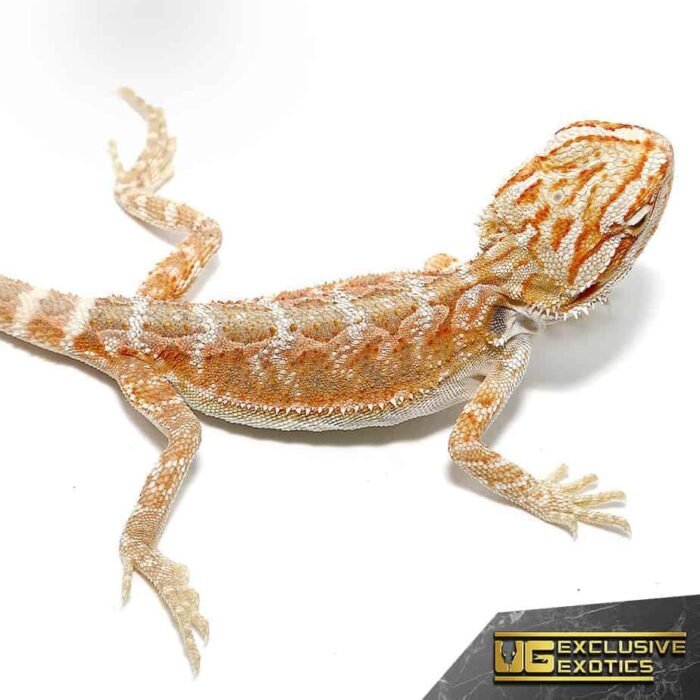 Baby Terracotta Striped Bearded Dragon - Image 3