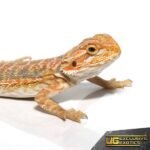 Baby Butterscotch Bearded Dragon - Image 4