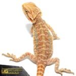 Baby Butterscotch Bearded Dragon