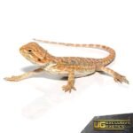 Baby Butterscotch Bearded Dragon - Image 2
