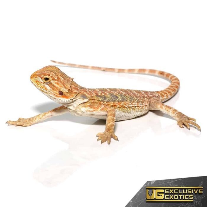 Baby Butterscotch Bearded Dragon - Image 2