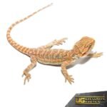 Baby Butterscotch Bearded Dragon - Image 3