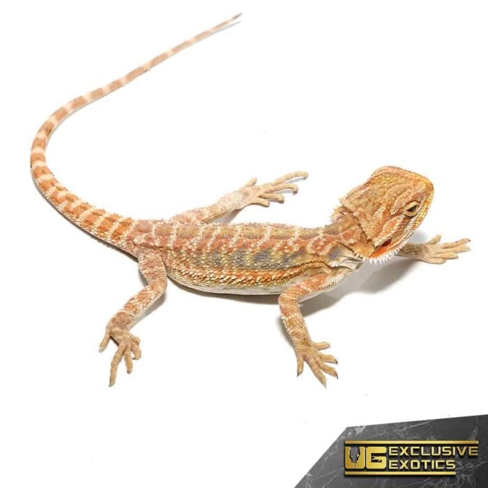 Baby Butterscotch Bearded Dragon - Image 3