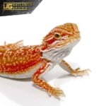 Cherry Bomb Dunner Bearded Dragon - Image 2