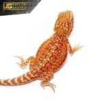 Cherry Bomb Dunner Bearded Dragon