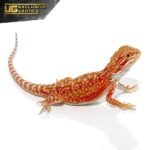 Cherry Bomb Dunner Bearded Dragon - Image 3
