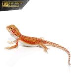 Cherry Bomb Dunner Bearded Dragon - Image 4