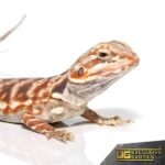 Baby Chocolate Hypo Silky Bearded Dragon - Image 2