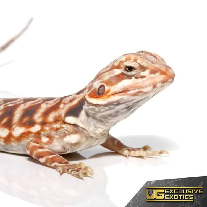 Baby Chocolate Hypo Silky Bearded Dragon - Image 2