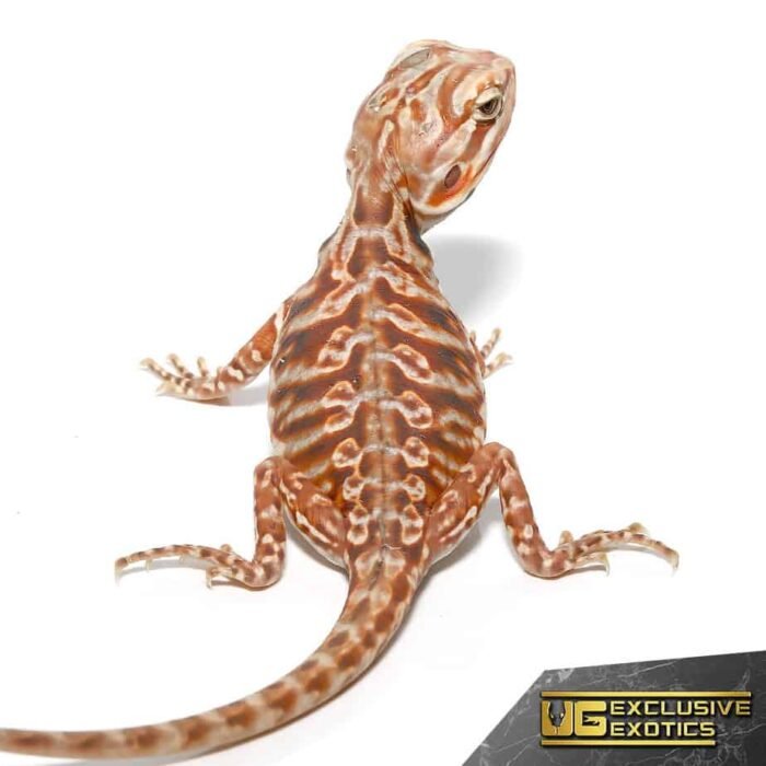 Baby Chocolate Hypo Silky Bearded Dragon - Image 1