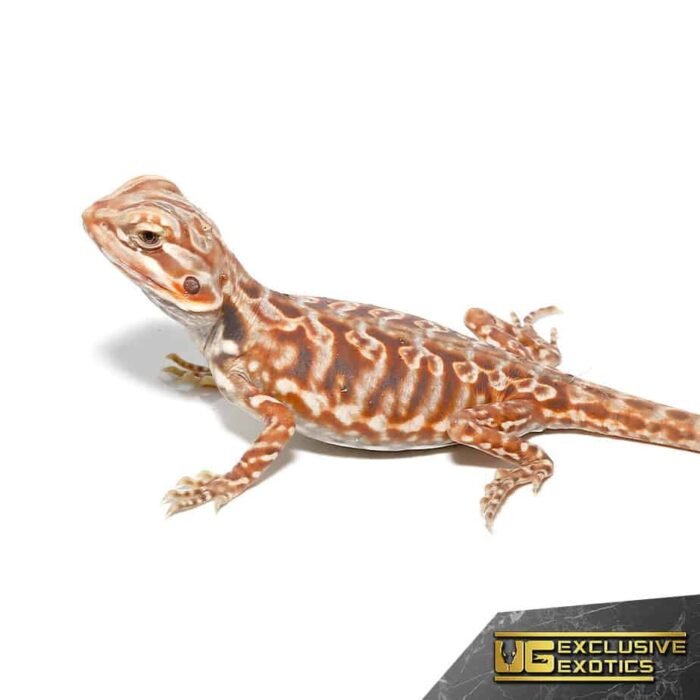 Baby Chocolate Hypo Silky Bearded Dragon - Image 3