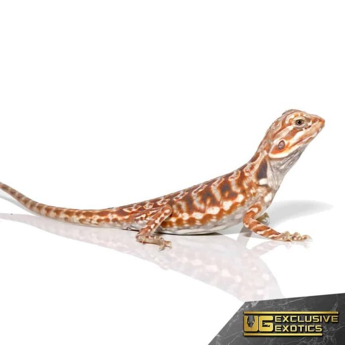 Baby Chocolate Hypo Silky Bearded Dragon - Image 4