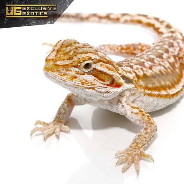 Cinnamon Dunner Leatherback Bearded Dragon - Image 2