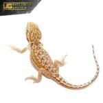 Cinnamon Dunner Leatherback Bearded Dragon