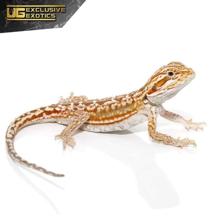 Cinnamon Dunner Leatherback Bearded Dragon - Image 3