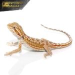Cinnamon Dunner Leatherback Bearded Dragon - Image 4