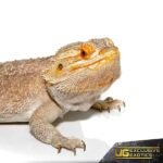 Adult Bearded Dragon