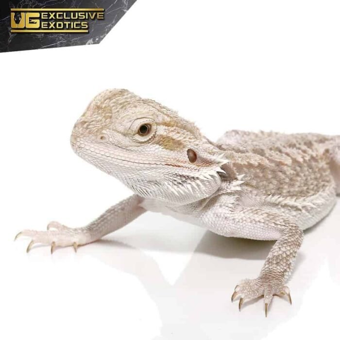 Eastern Bearded Dragon Hybrid - Image 2