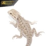 Eastern Bearded Dragon Hybrid