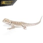 Eastern Bearded Dragon Hybrid - Image 3