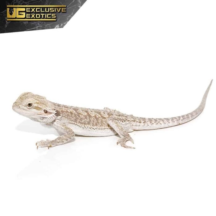 Eastern Bearded Dragon Hybrid - Image 3