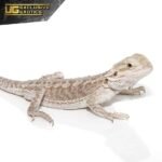 Eastern Bearded Dragon Hybrid - Image 4