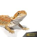 Baby Ginger Double Striped Bearded Dragon - Image 2