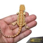 Baby Ginger Double Striped Bearded Dragon - Image 3