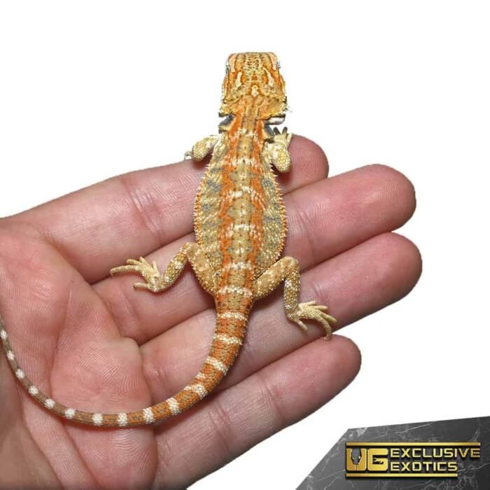 Baby Ginger Double Striped Bearded Dragon - Image 3