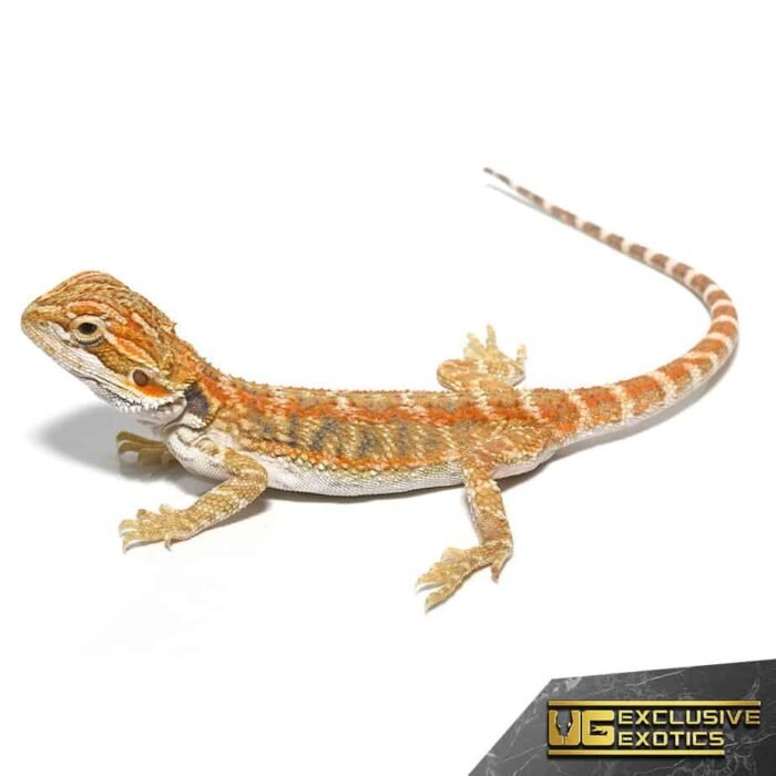 Baby Ginger Double Striped Bearded Dragon - Image 4
